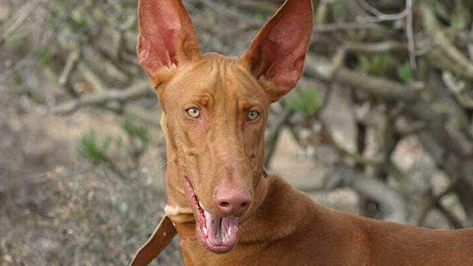 podenco canario