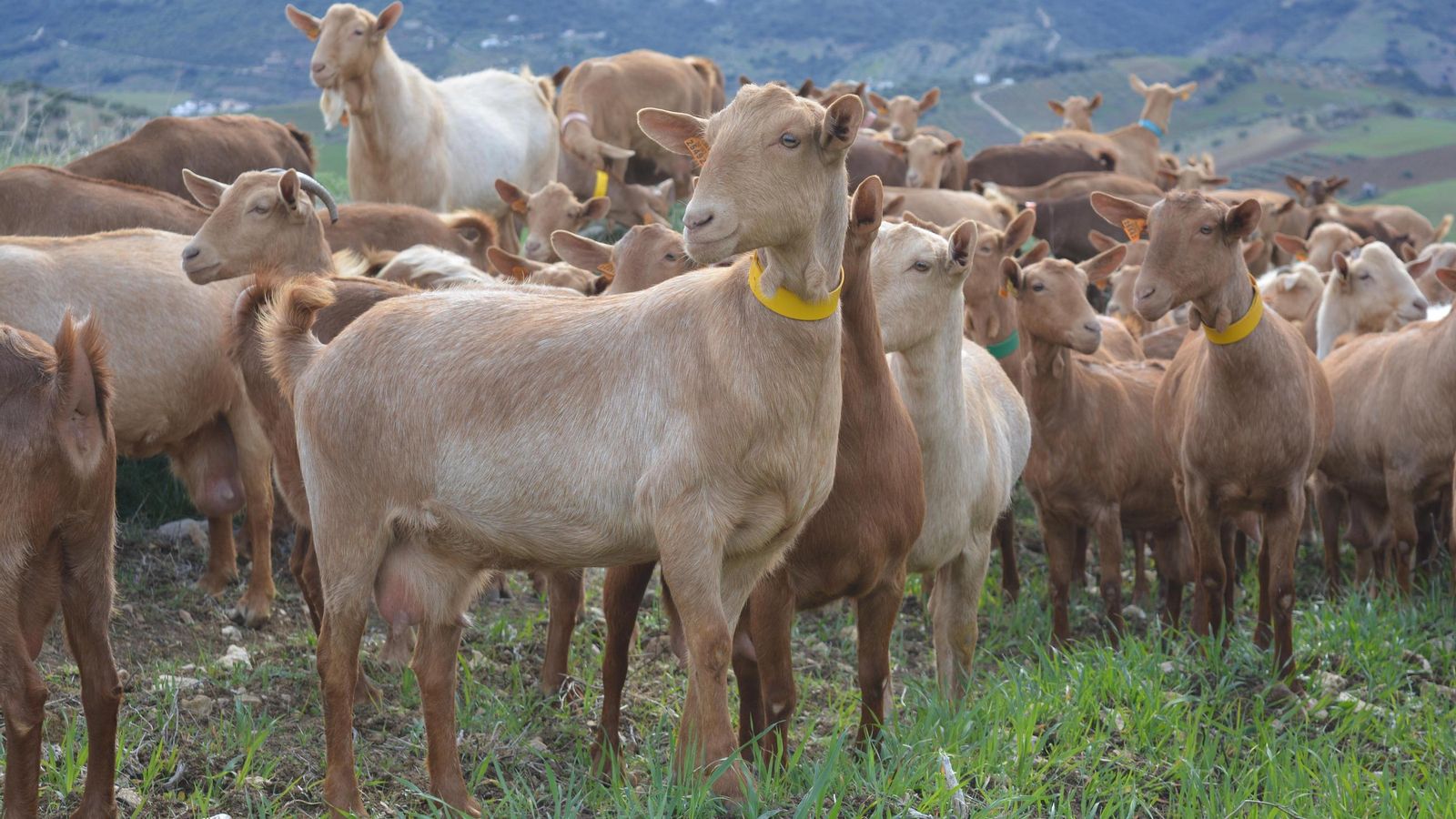 Cooperativa ganadera, Agammasur en la Axarquía