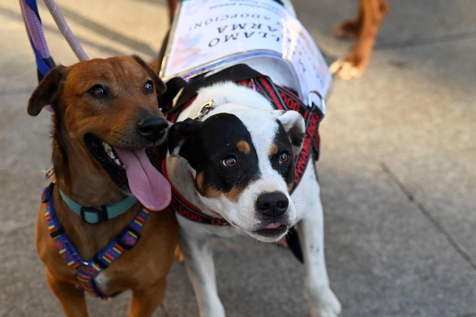 Dos perros durante un paseo para promover la adopción.