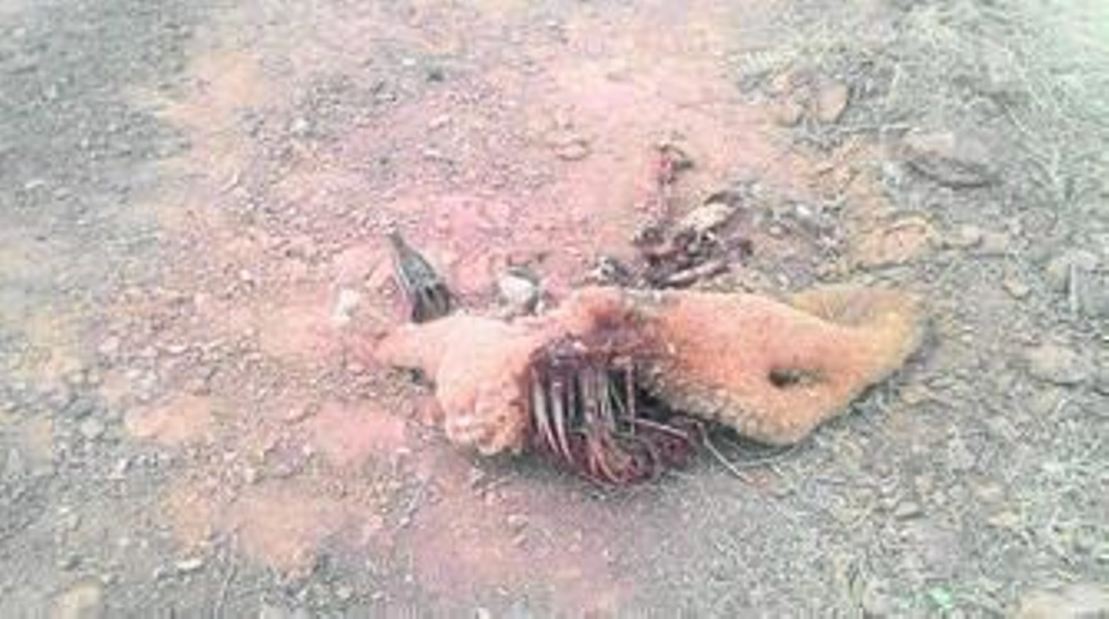 Restos de lana y vísceras de dos de los ejemplares muertos tras el ataque de aves carroñeras en la finca andavaleña. Restos de lana y vísceras de dos de los ejemplares muertos tras el ataque de aves carroñeras en la finca andavaleña.