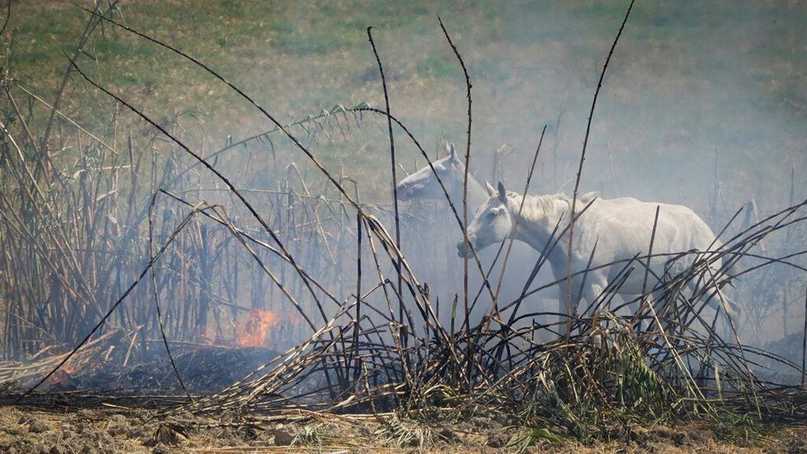 Caballos huyendo del fuego en las inmediaciones de la Hijuela de La Canaleja.