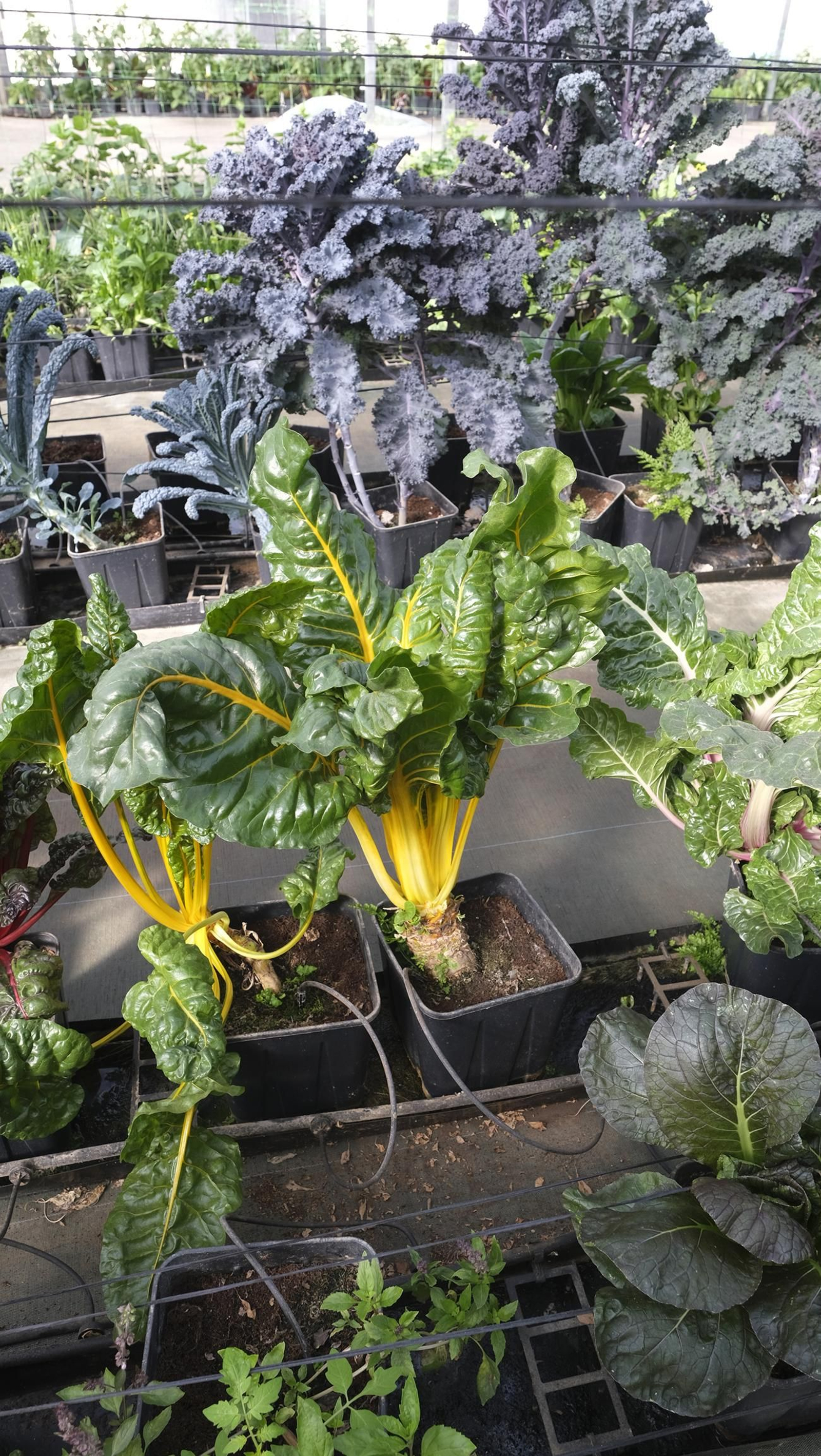 50 años de la Estación Experimental Cajamar-Las Palmerillas, en fotos