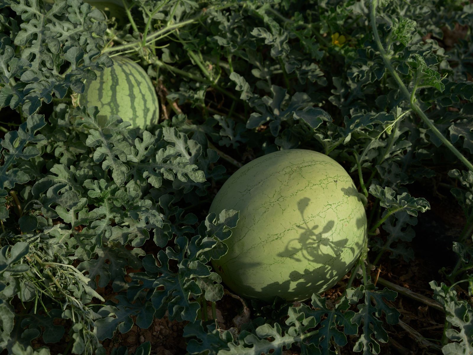 Sandía en maduración.