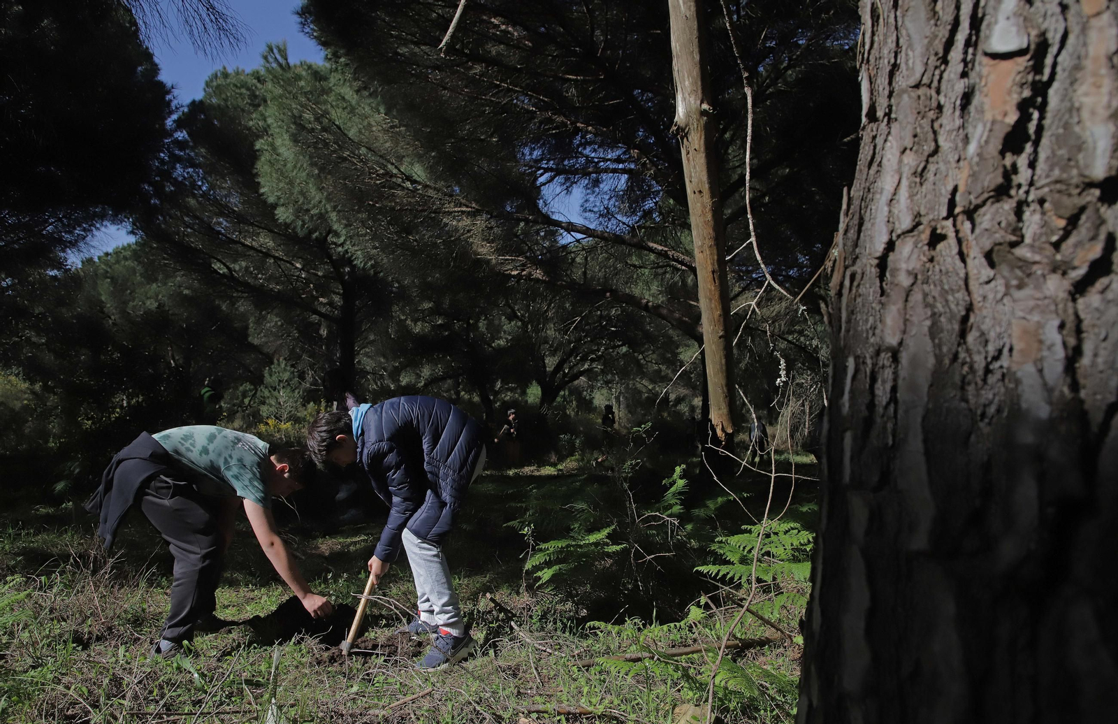 Fotografías de la plantación del programa 'Reverdece' de Acerinox Fotografías de la plantación del programa 'Reverdece' de Acerinox