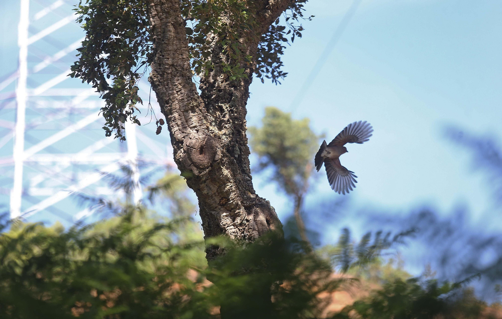 El Pinar del Rey de San Roque, en imágenes
