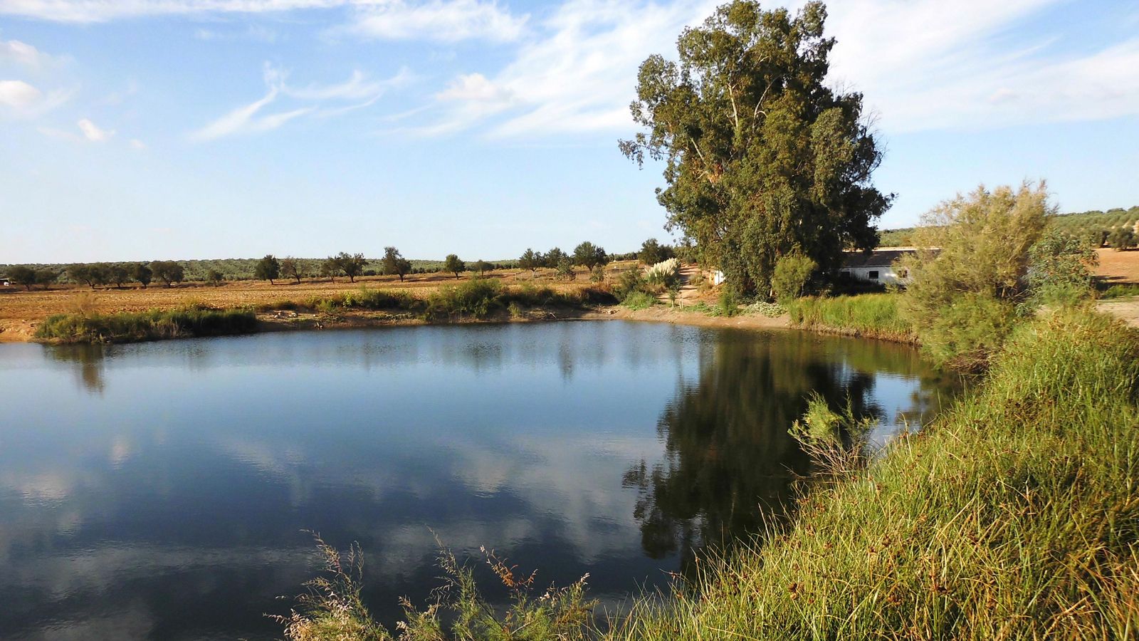 La Sarteneja es un refugio para la fauna, sobre todo, aves.
