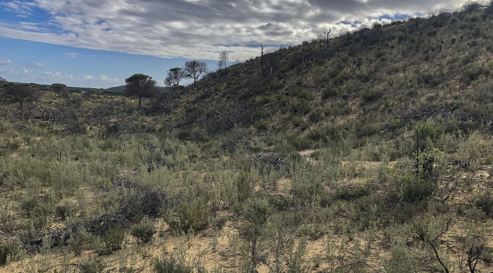 El resurgir de Doñana: tres años después del incendio