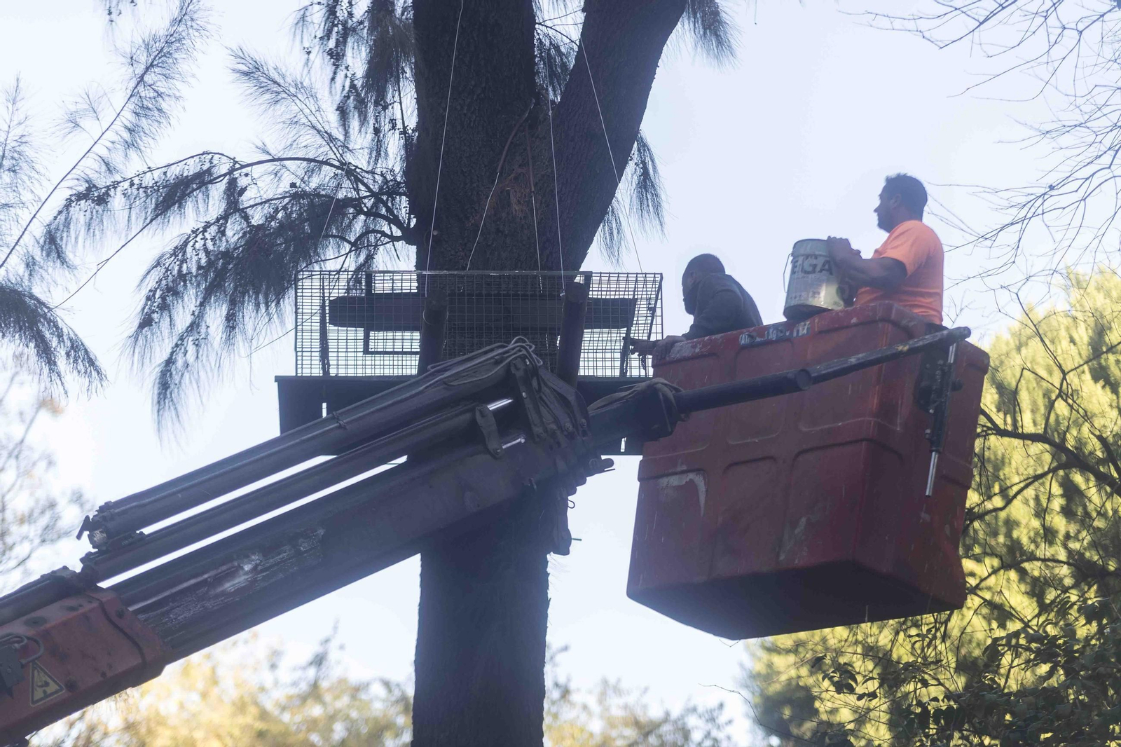 Colocación de jaulas en el parque de María Luisa.