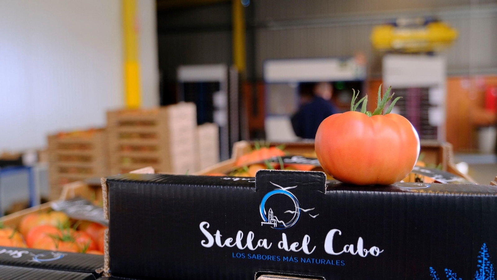 Vea cómo son los tomates almerienses de 'Stella del Cabo'