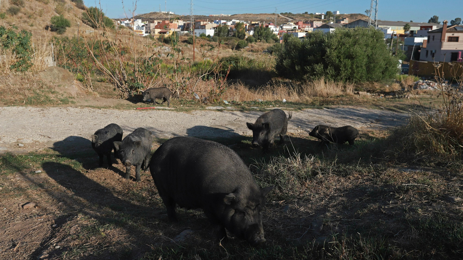Cerdos vietnamitas en la barriada de Los Pastores