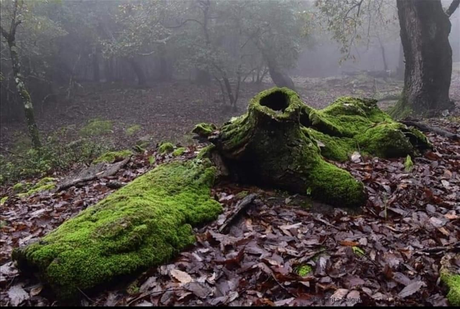 Fotos de la flora y fauna del Parque Natural de Los Alcornocales