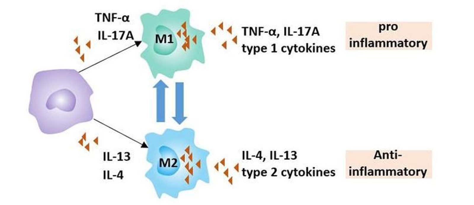 Molculas que diferencian a los macrfagos
