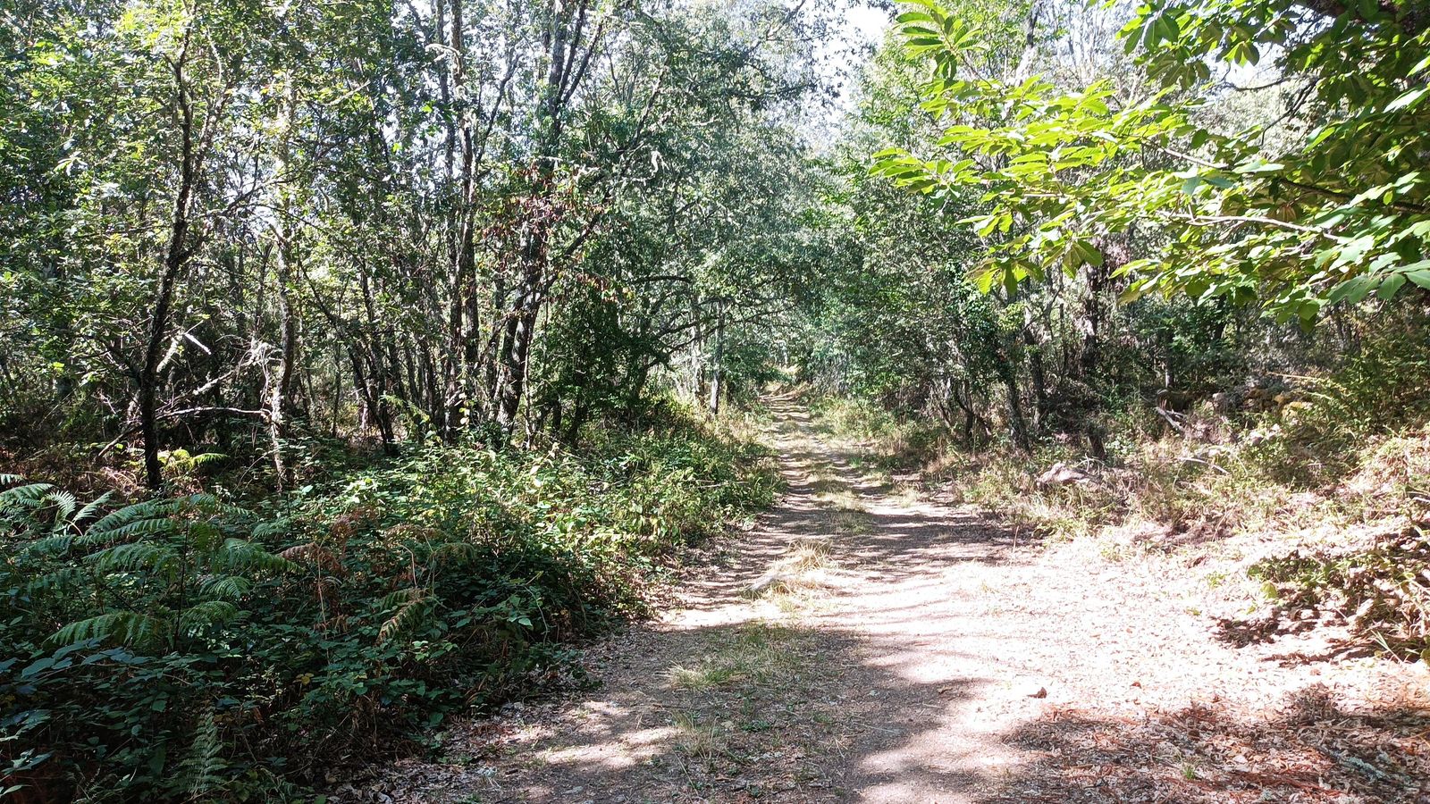 El recorrido se internará en bosques cada vez más densos.
