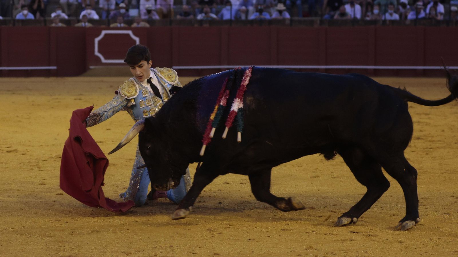 Manuel Perera torea de rodillas a un novillo de El Parralejo en la Maestranza.