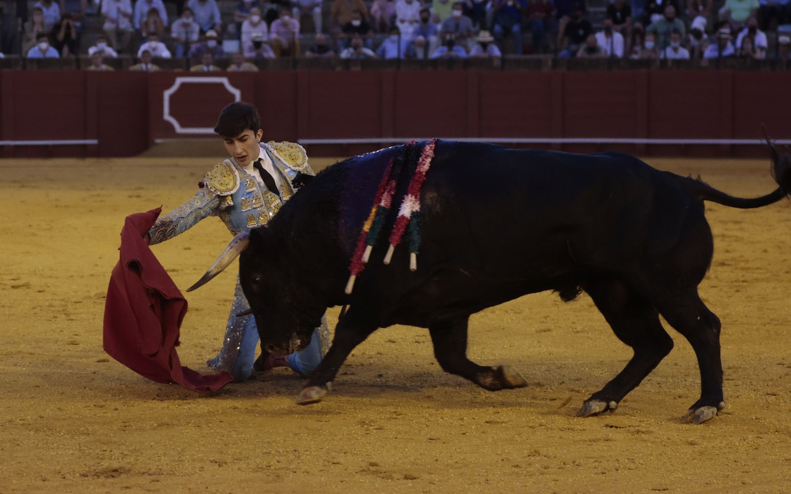 Manuel Perera torea de rodillas a un novillo de El Parralejo en la Maestranza.