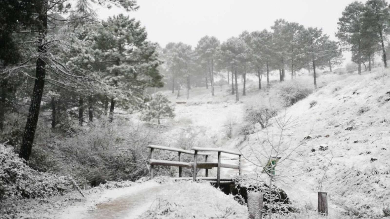 Estampa recogida a las afueras de Grazalema