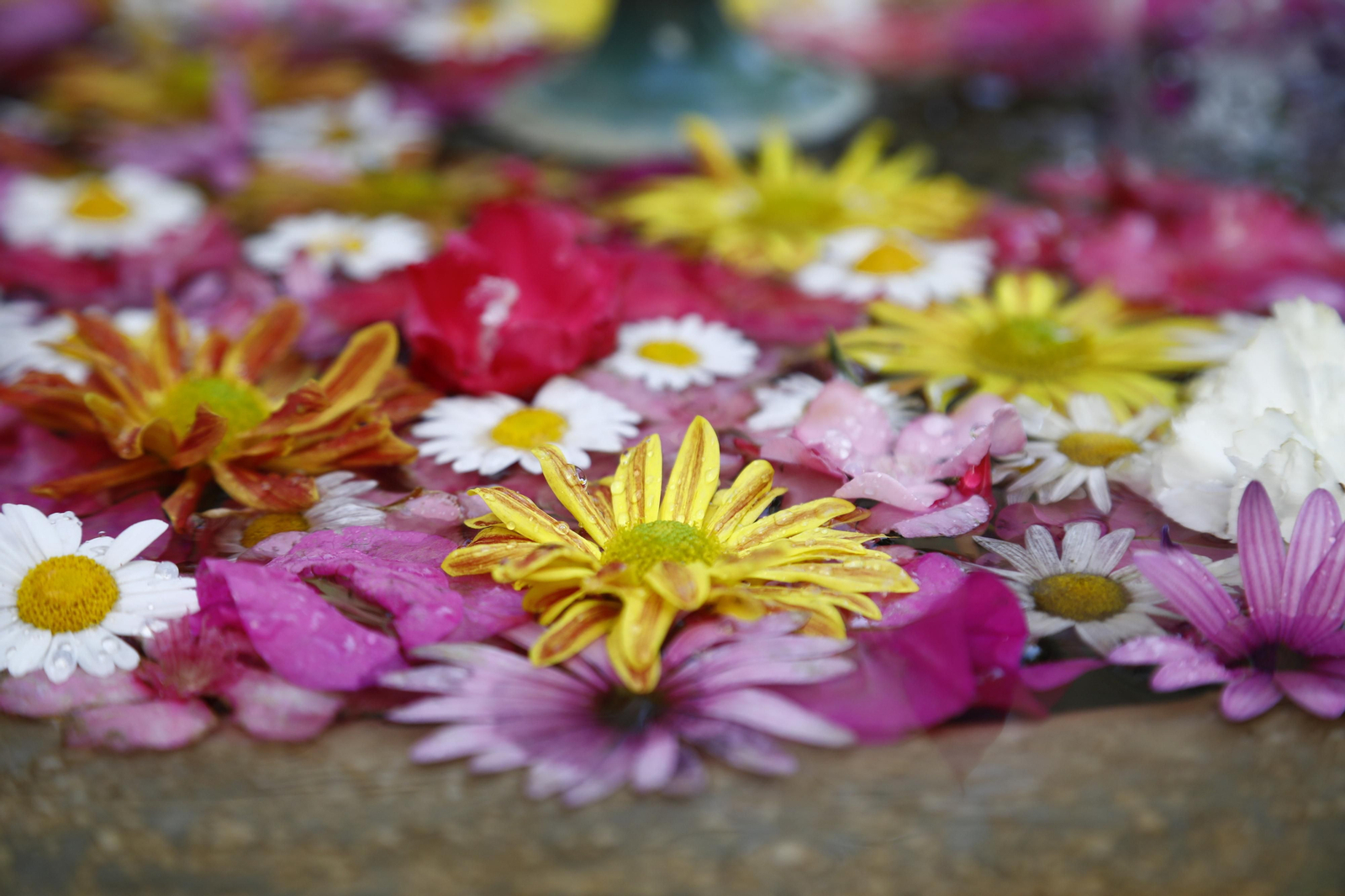 Los Patios de Córdoba se preparan para el fin de semana, en imágenes