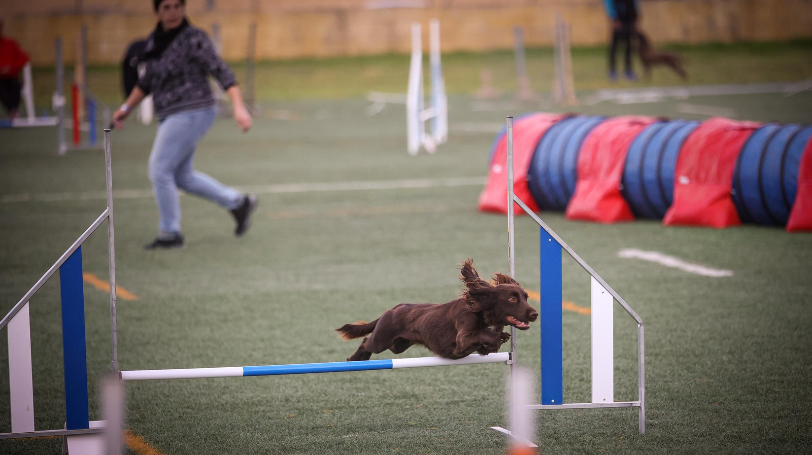 Habilidad canina en la prueba puntuable para el Campeonato de España de 'Agility' celebrado en Jerez Espectaculares las pruebas de disciplina canina puntuables para el Campeonato de España de Agility
