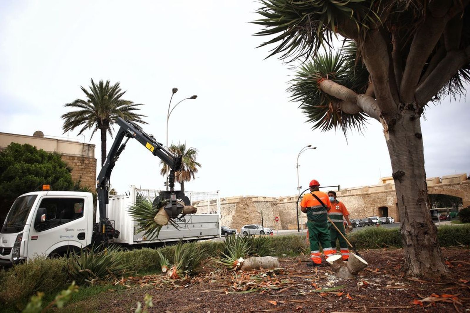 El drago de las Puertas de Tierra de Cádiz  pierde un par de brazos