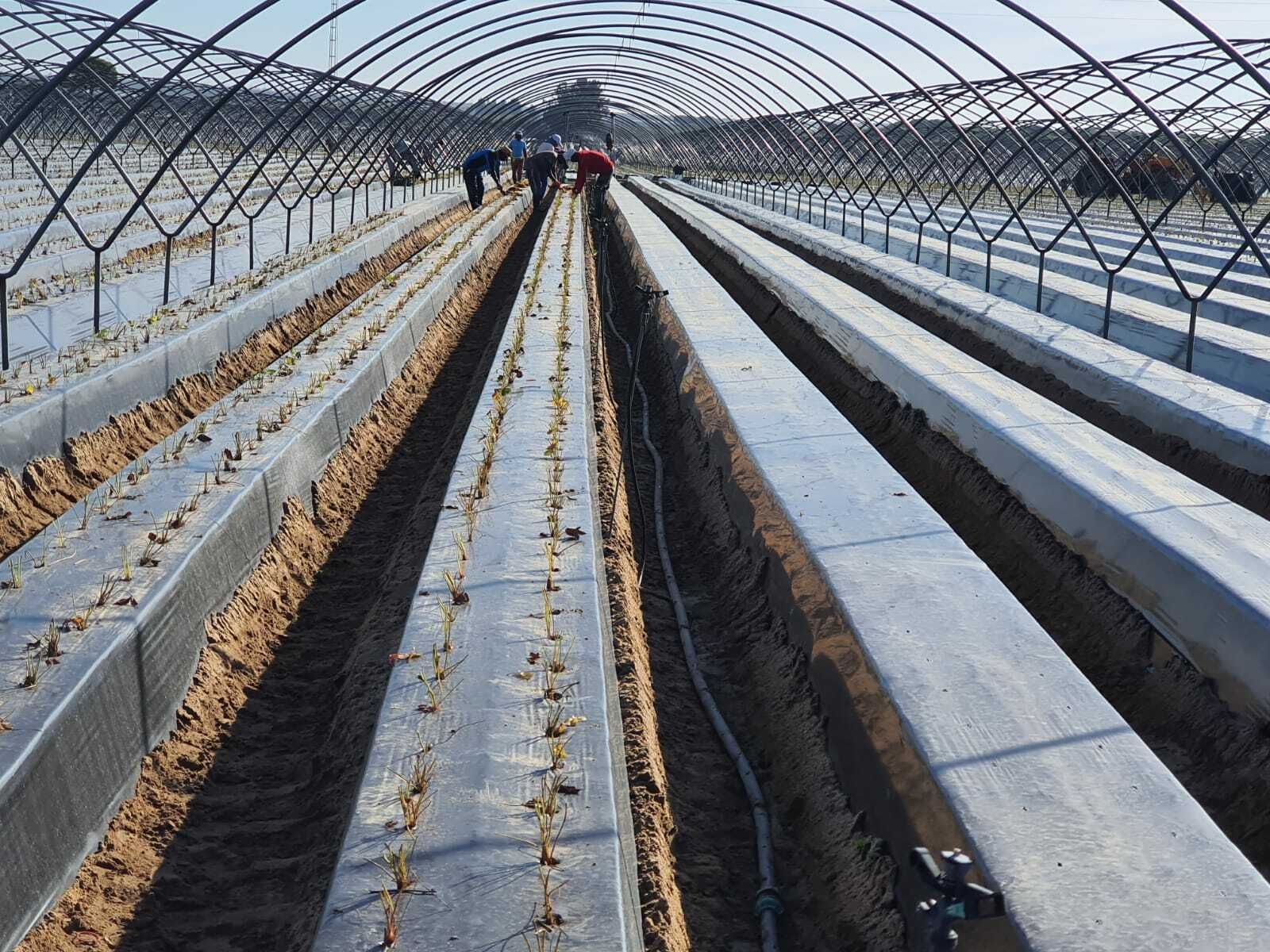Trabajos de plantación de fresa en una finca de la provincia onubenses