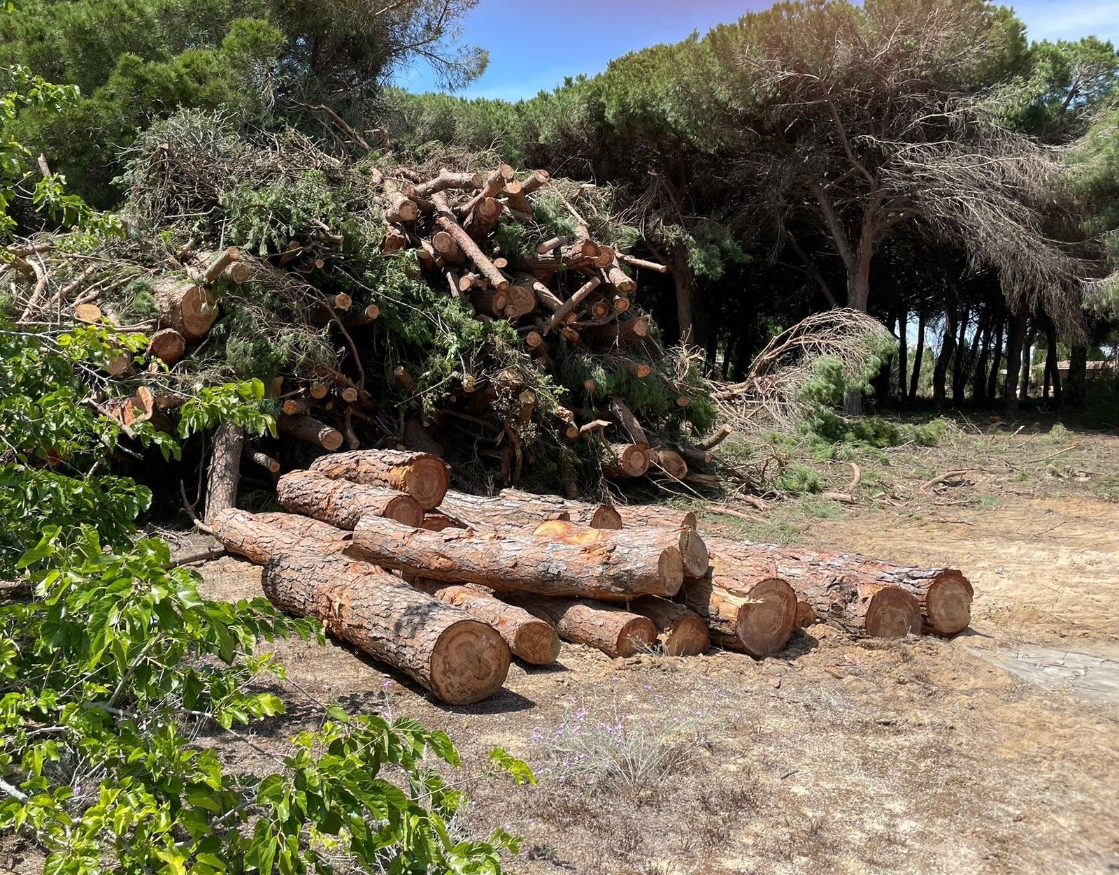 Imagen de una reciente tala en el Pinar de Gargollo.