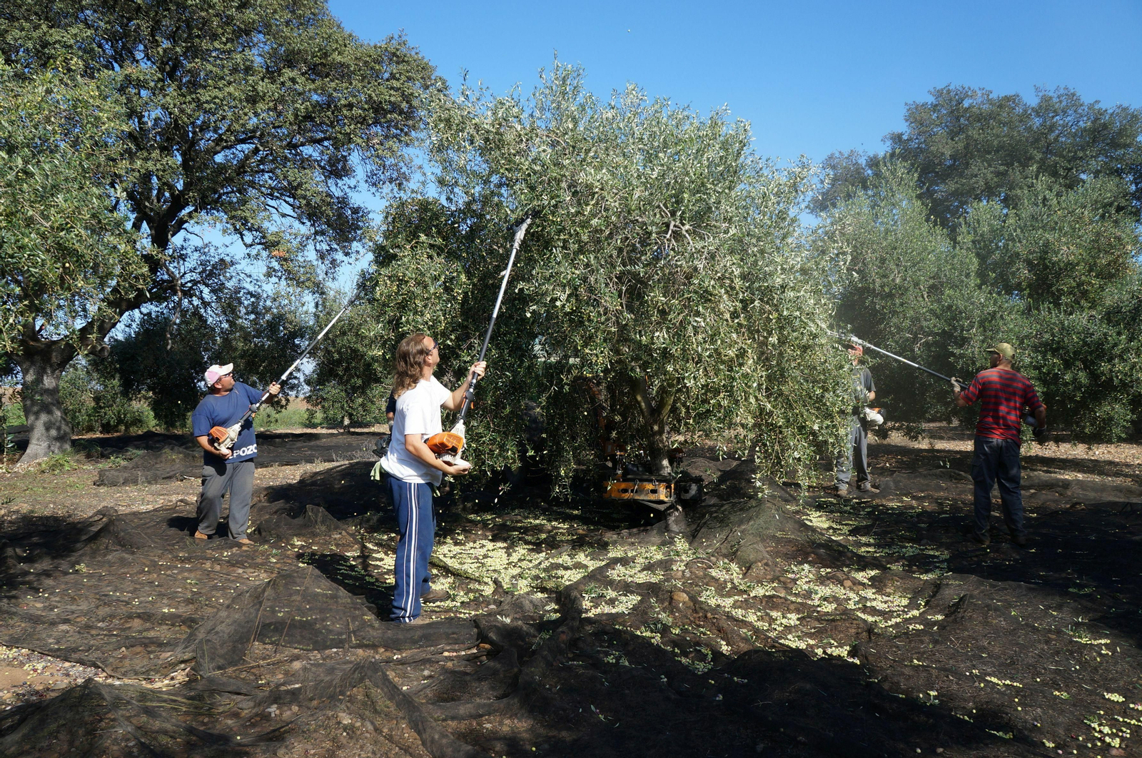 Unos jornaleros, en pleno tajo en un olivar.