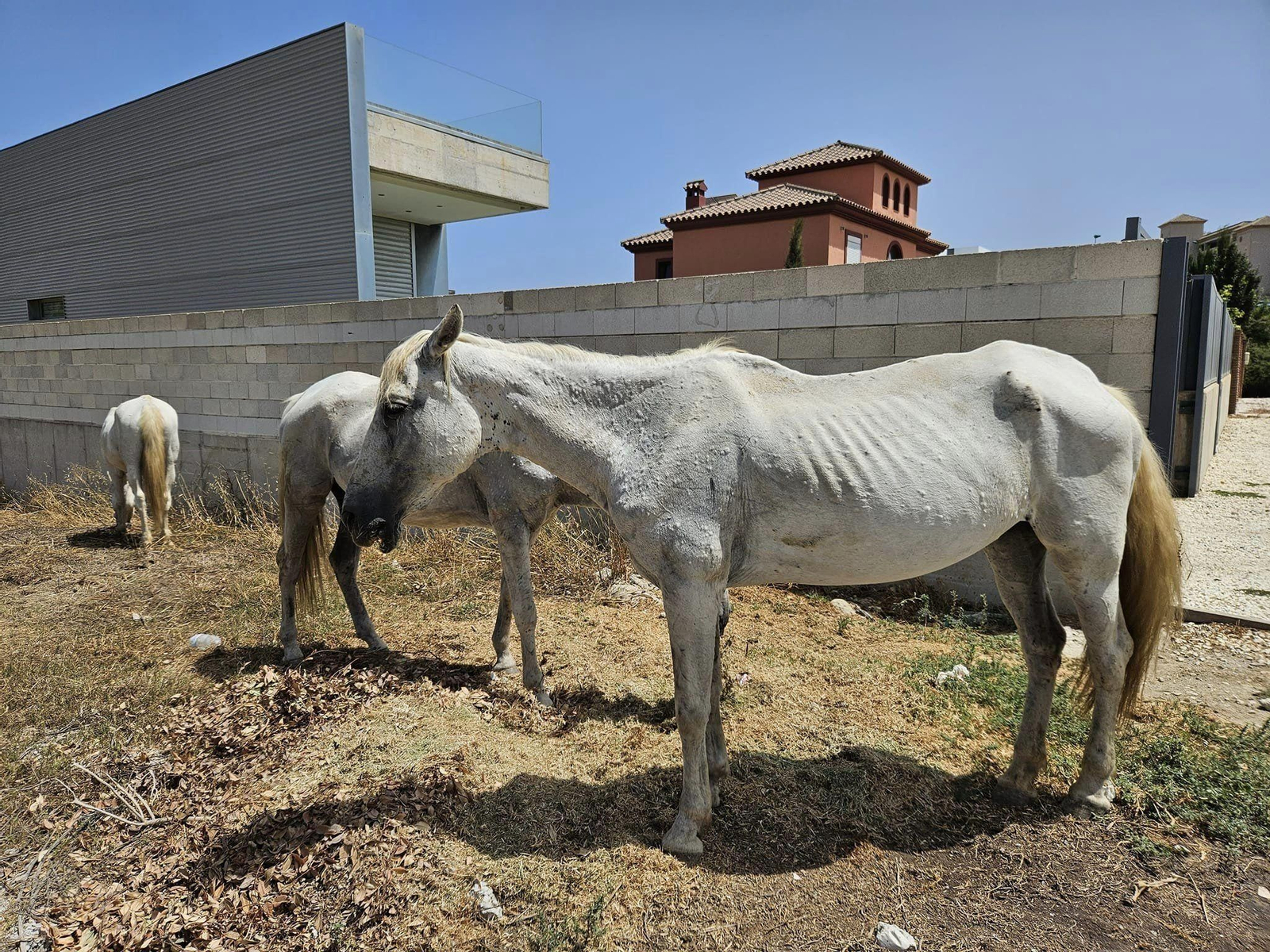 Caballos abandonados en Santa Margarita, La Línea