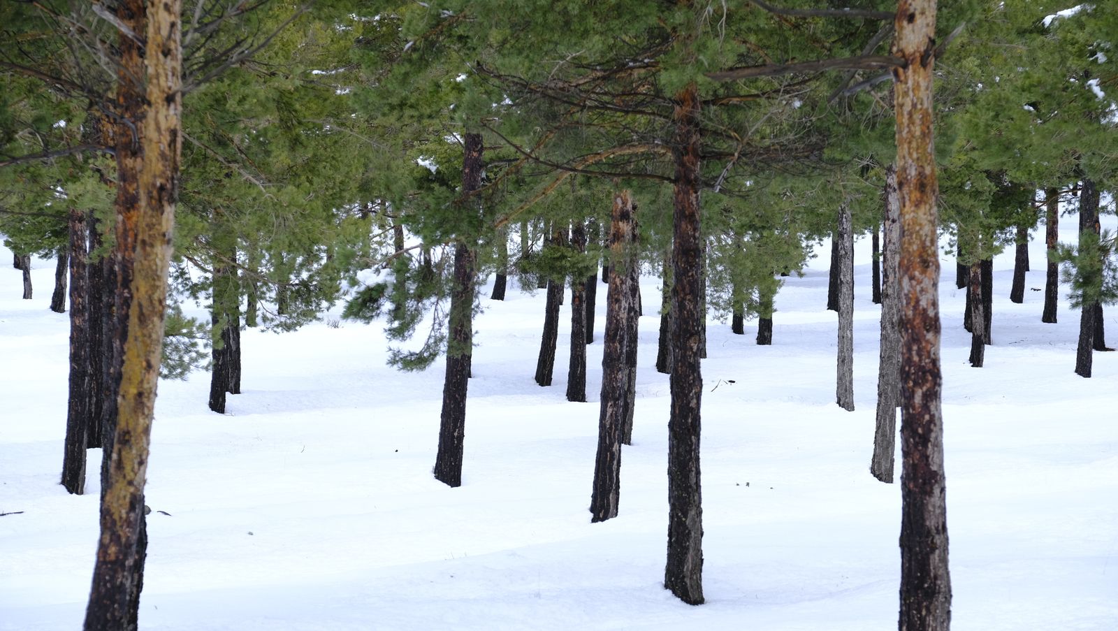 Imágenes del temporal de nieve en la provincia de Almería.