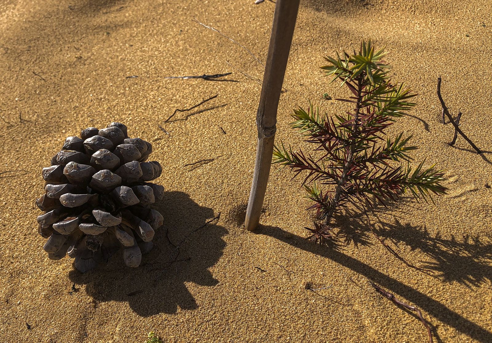 El resurgir de Doñana: tres años después del incendio
