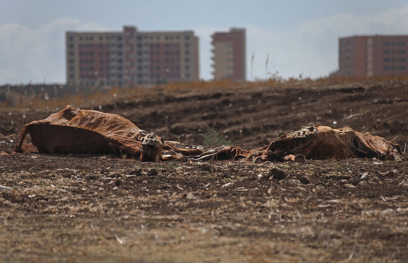 Imágenes de los nuevos cadáveres de caballos en el muladar ilegal de Pajarete en Algeciras