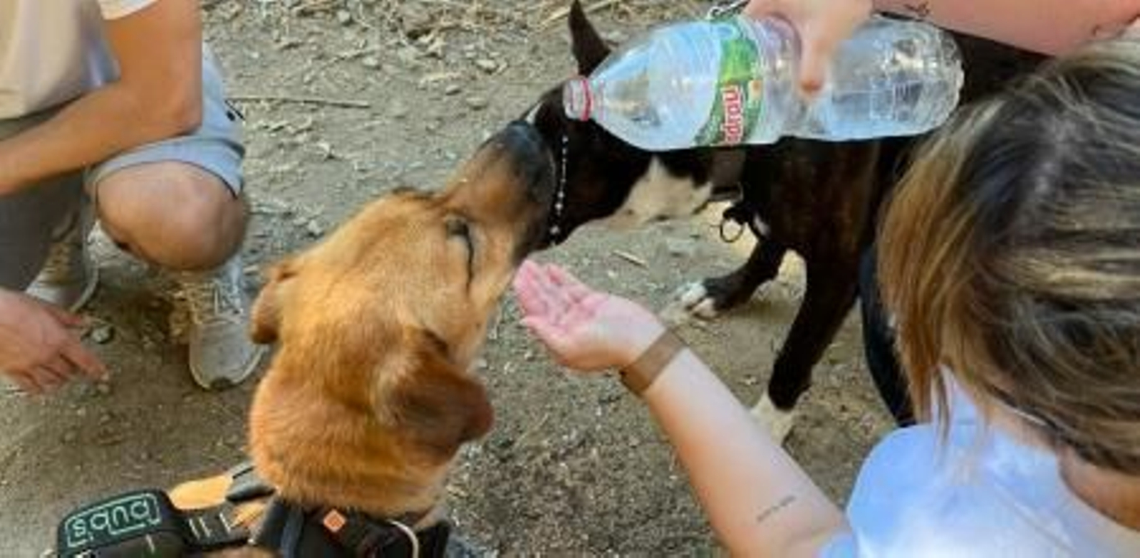 Un estudio demuestra que el 74% de los españoles le harían el favor a sus vecinos de cuidar a sus mascotas para evitar el abandono