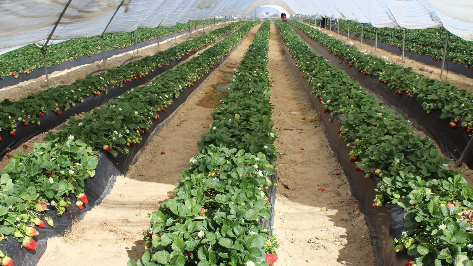 Campo de fresas. Campo de fresas.