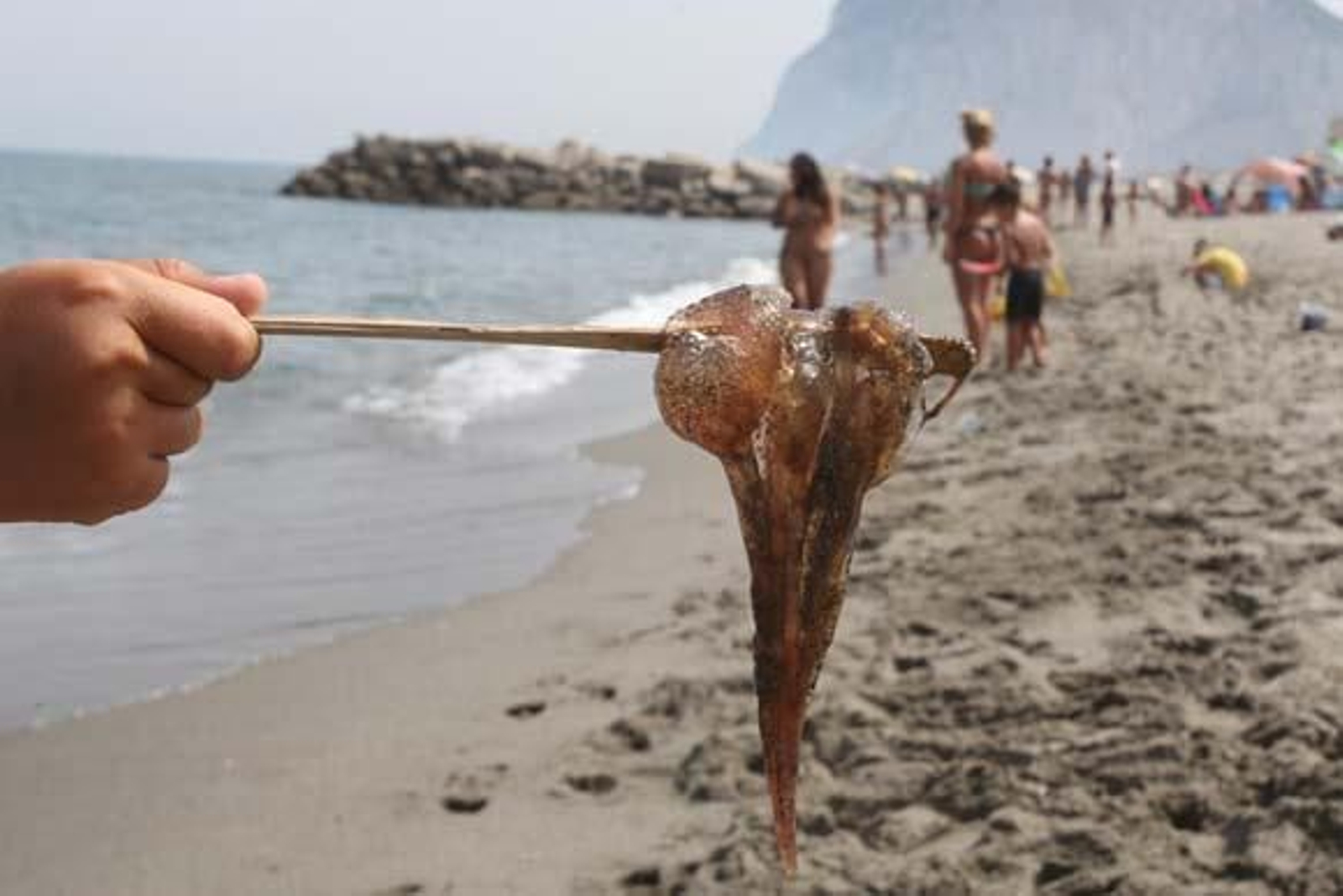 Cierran al baño playas de San Roque y La Línea por medusas