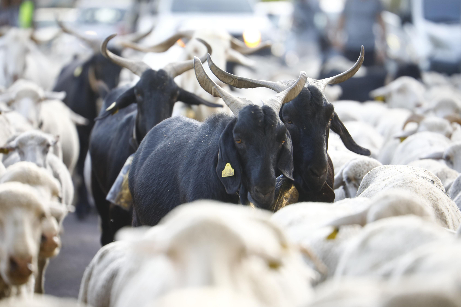 El paso de las ovejas de la ganadería Las Albaidas por Cordoba, en imágenes