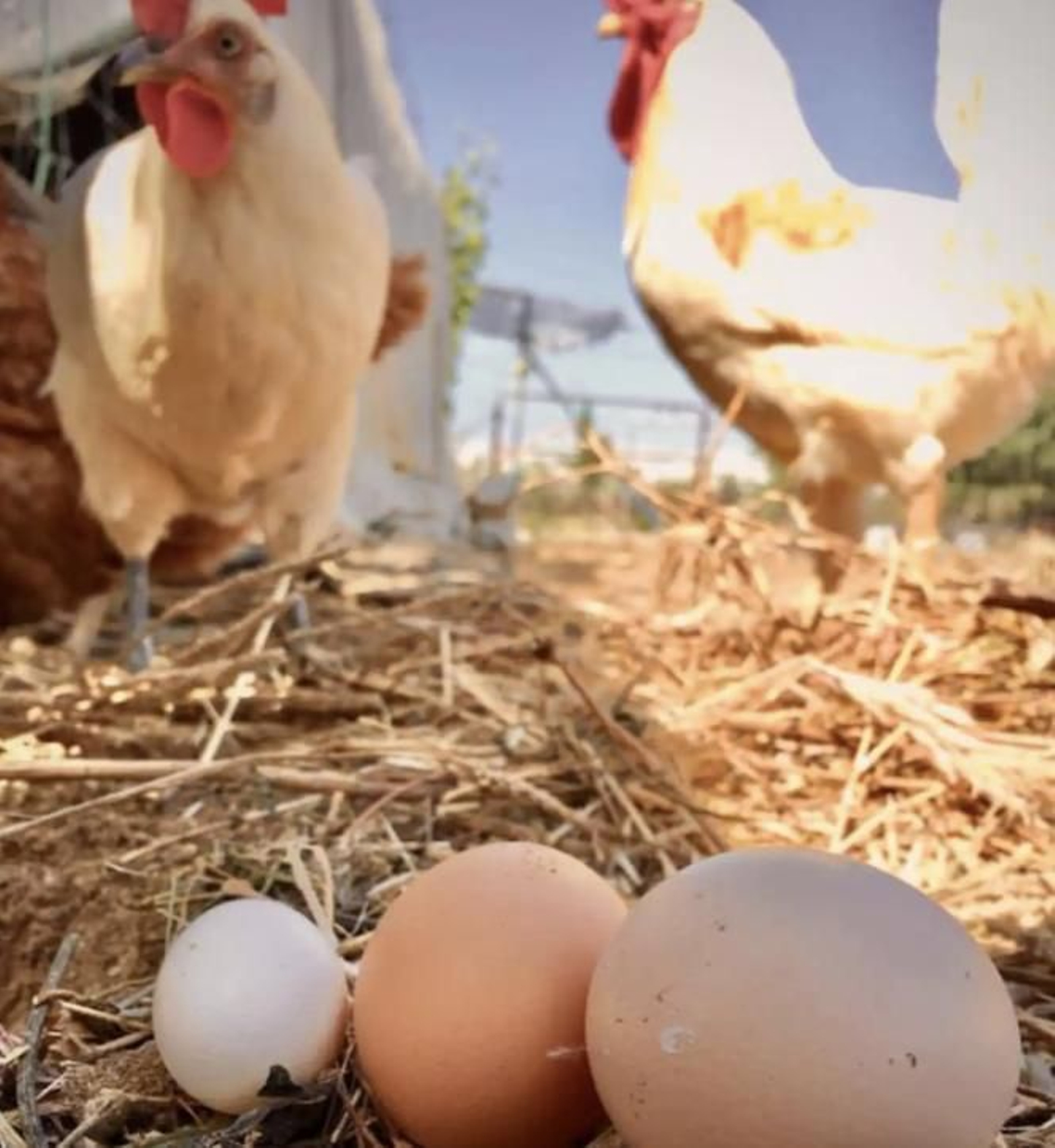 Descubre esta aldea ecológica en Huelva donde podrás alojarte en tipis Descubre esta aldea ecológica en Huelva donde podrás alojarte en tipis