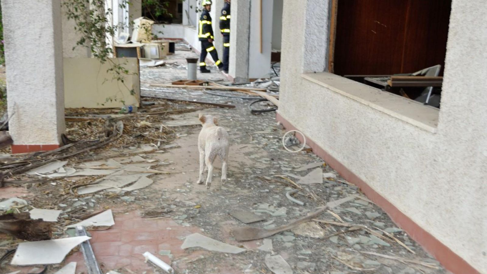 Un momento de los ejercicios de la unidad canina.