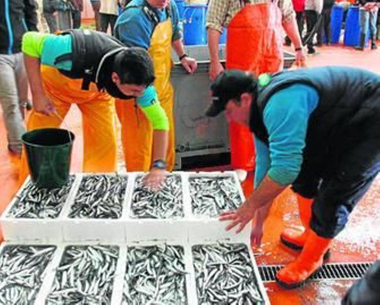 Trabajadores preparan cajas de boquerones  en la lonja de Punta Umbría.