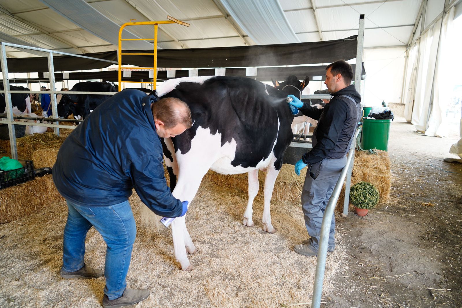 La Feria de Ganado Frisón Usías Holsteins de Dos Torres, en fotografías