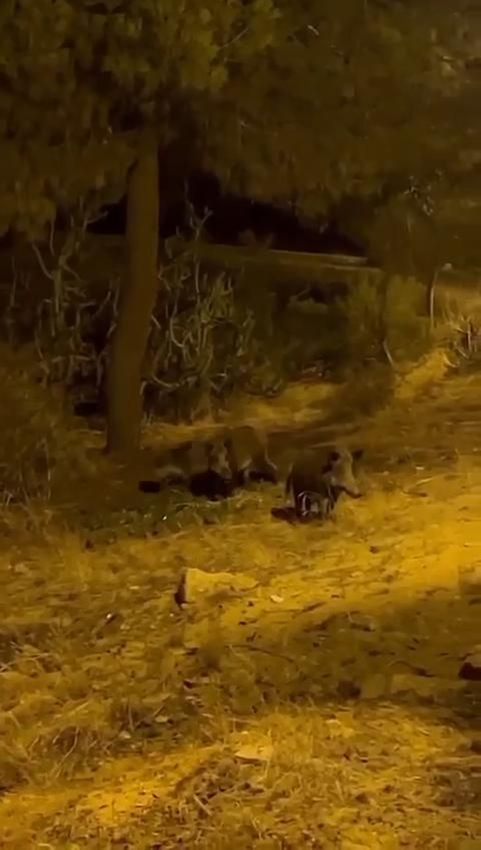 Animales campan a sus anchas por Matalascañas