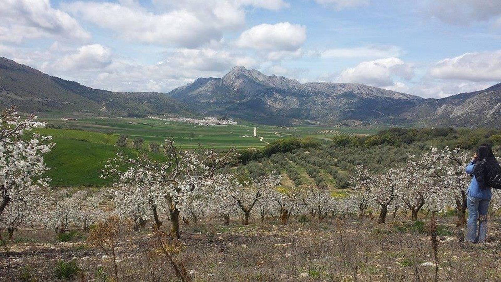 Una panorámica de los cerezos en flor de Alfarnate. Una panorámica de los cerezos en flor de Alfarnate.