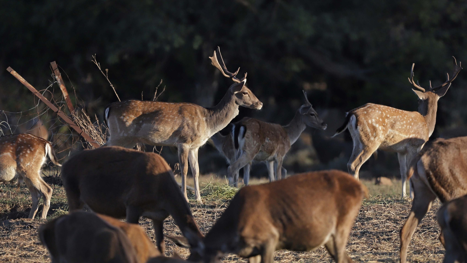 Fotos de la berrea en el Parque Natural de Los Alcornocales