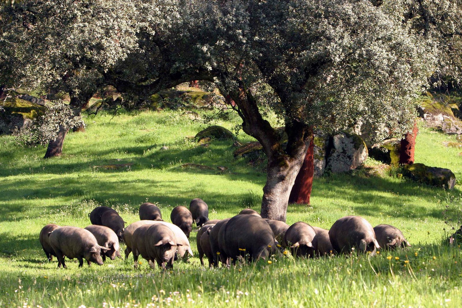 Cerdos ibéricos pastando en la dehesa en un sistema de ganadería extensiva.