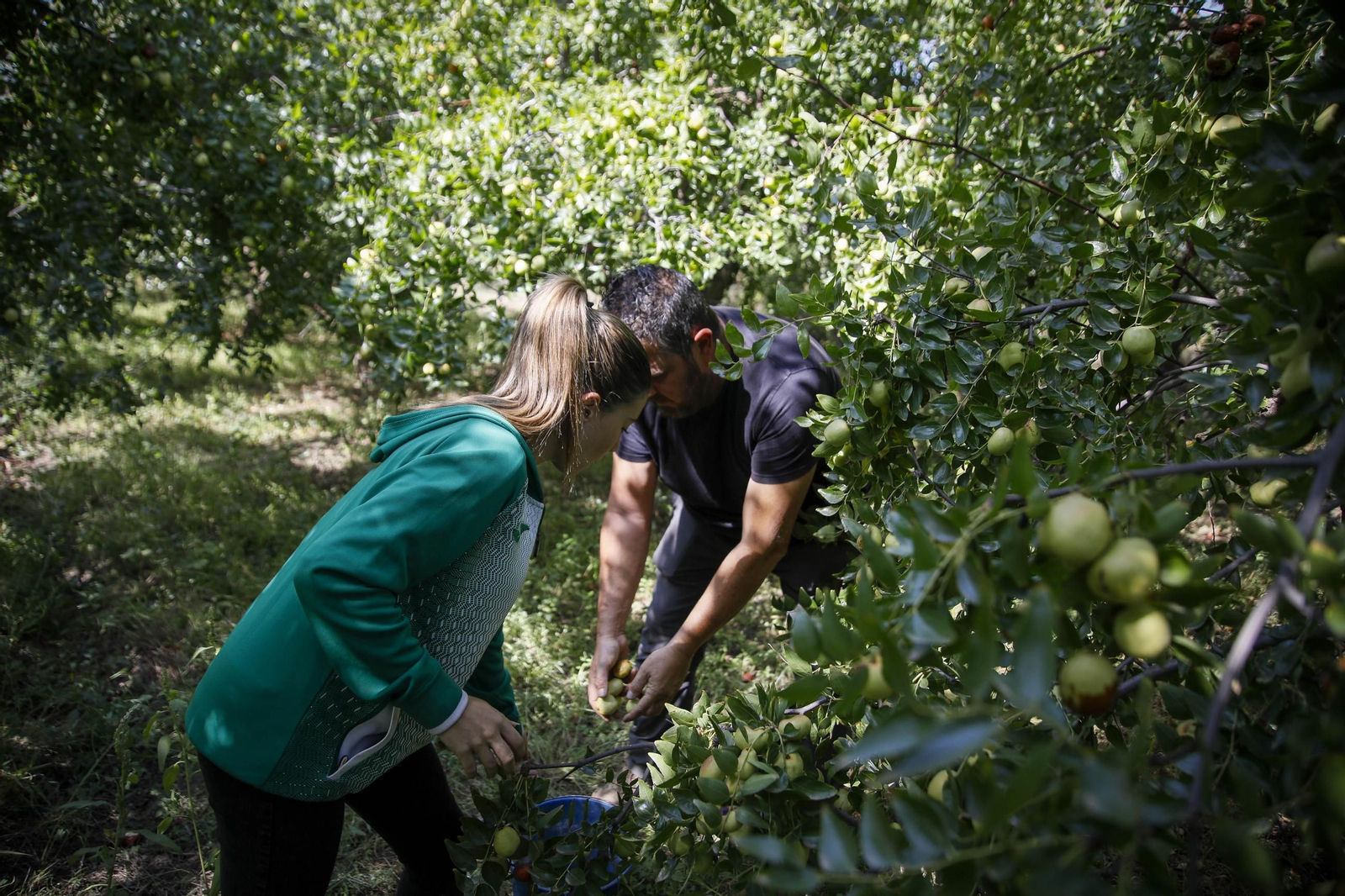 Imágenes del cultivo de azufaifas en Abrucena
