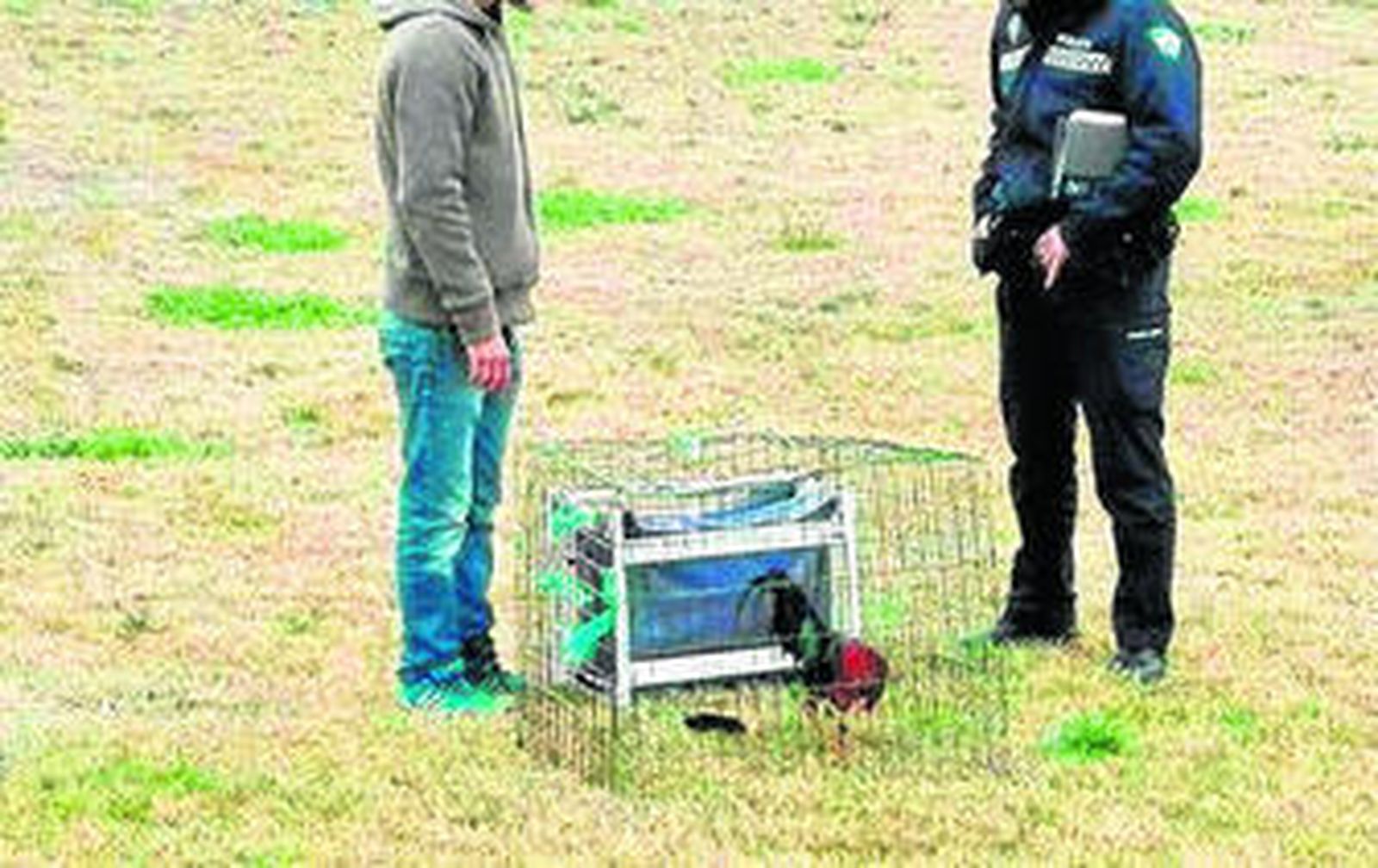 El parque del Guadaíra, convertido en reñidero de gallos