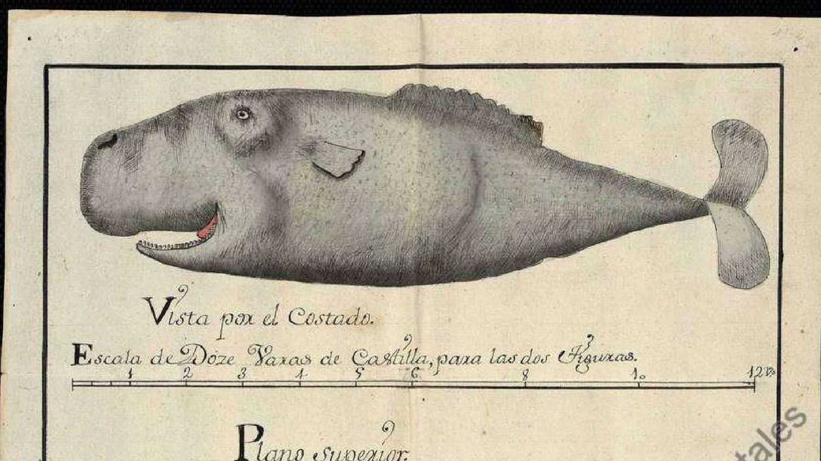 Plano y vista de un pescado 1790 AGS