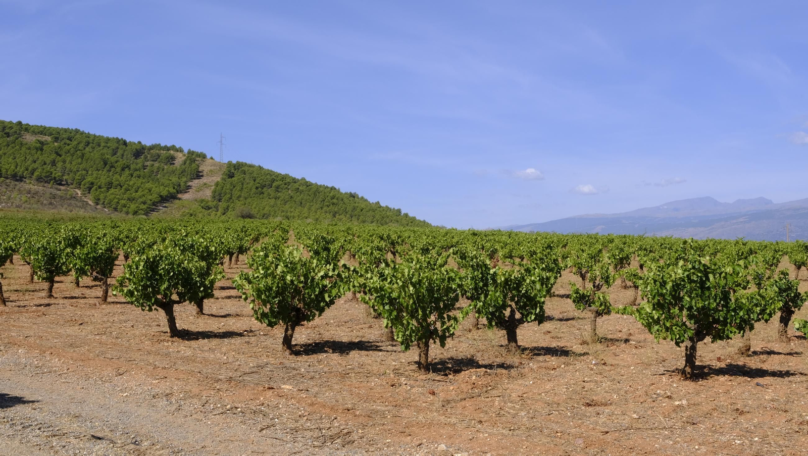 La vendimia en la Bodega Cortijo del Cura de Laujar, en imágenes