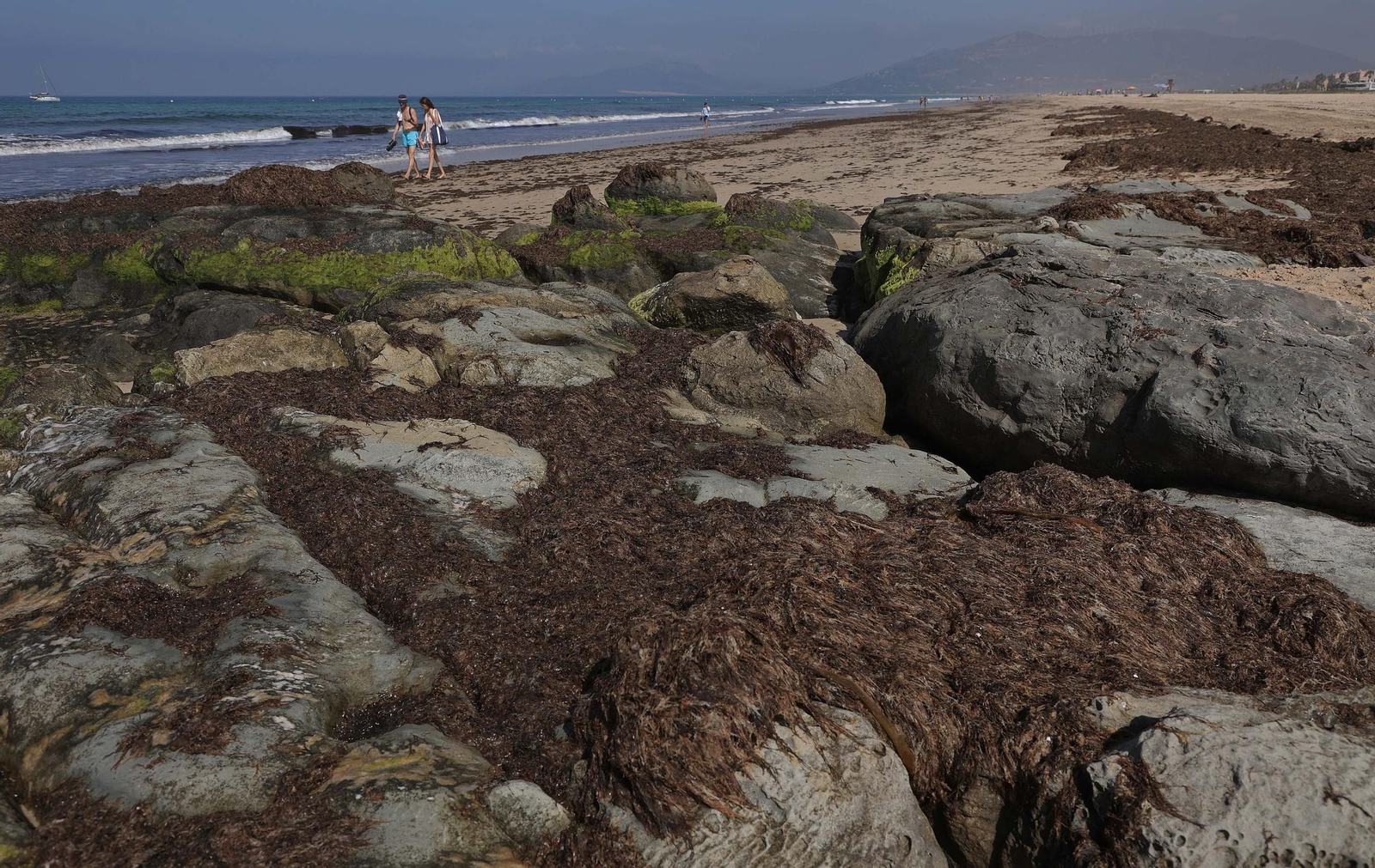 El alga invasora cubre de nuevo la playa de Los Lances en Tarifa