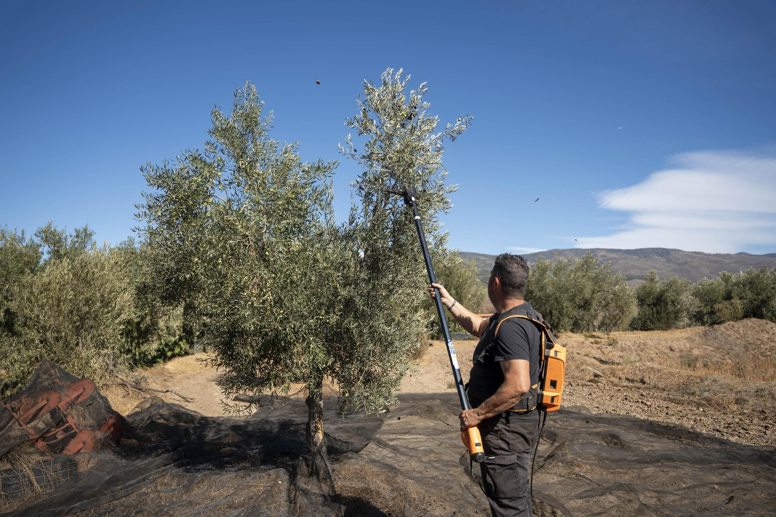 Las imágenes de la campaña recogida de acetuna en Fiñana