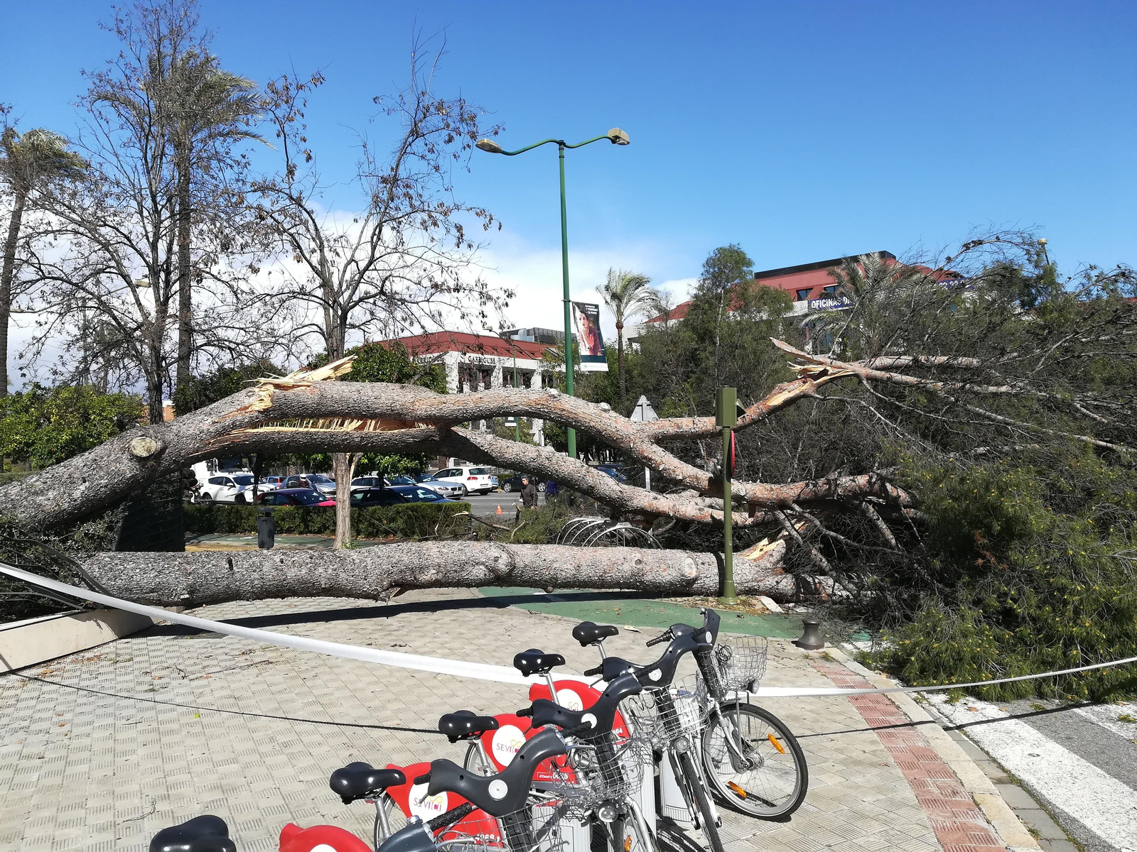 El viento provoca la caída de un árbol de gran envergadura en la capital