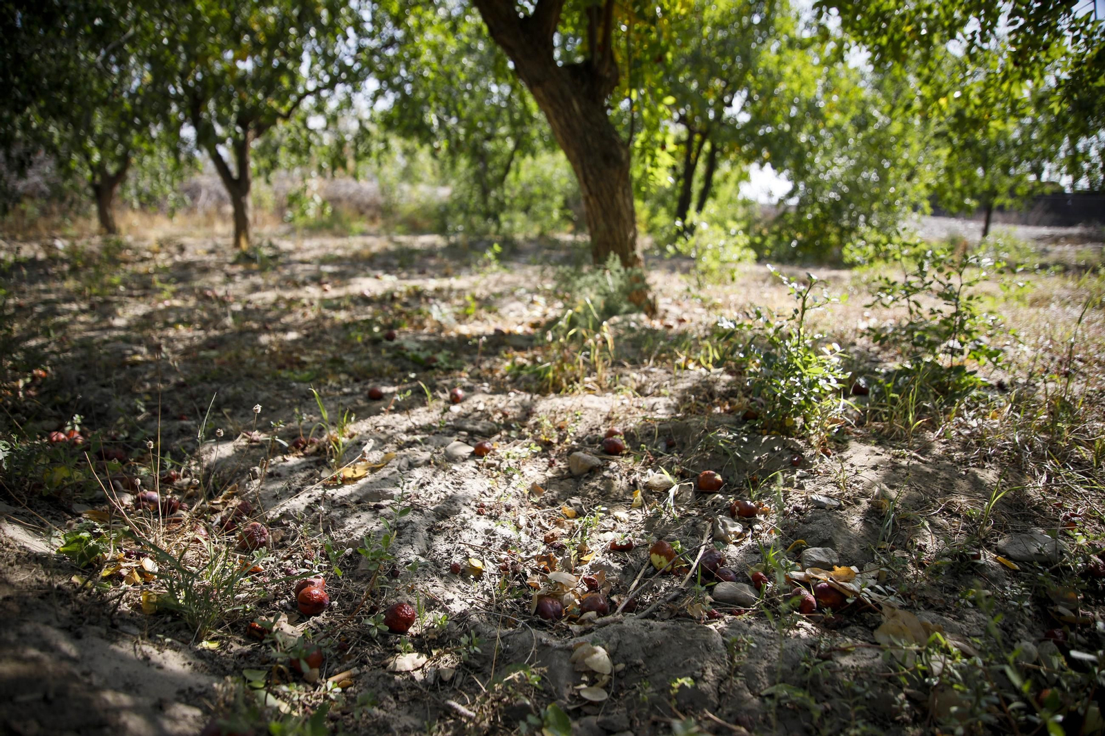 Imágenes del cultivo de azufaifas en Abrucena